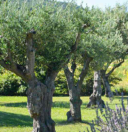 plantation oliviers